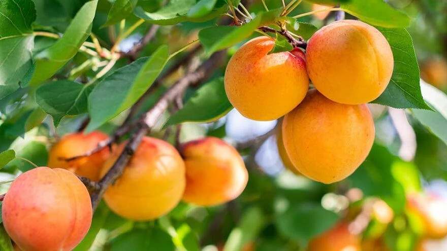 تصویر 2 از قیسی آلو سیاه با طعم ملس و بافت گوشتی